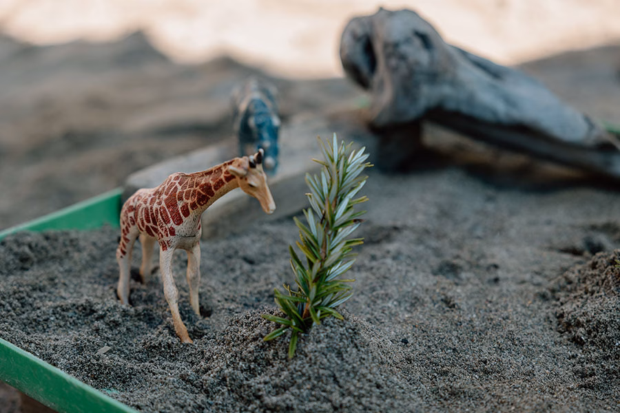 Nelson Park Kindergarten, Napier. Affordable Early Education Childcare for babies, toddlers & preschool.